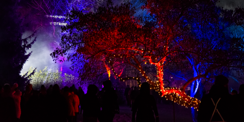 Ihmisiä valaistussa puistossa, jossa puut muodostavat punaisia, violetteja ja sinisiä valoteoksia.