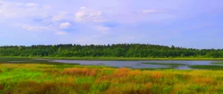 Vehreä Ruokojärven maisema lintutornista katsottuna.