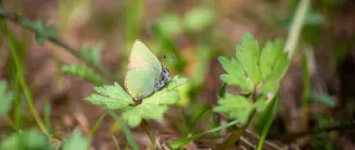 Sitruunaperhonen kasvin päällä.