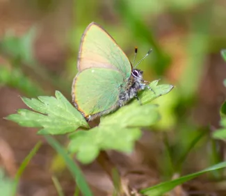 Sitruunaperhonen kasvin päällä.